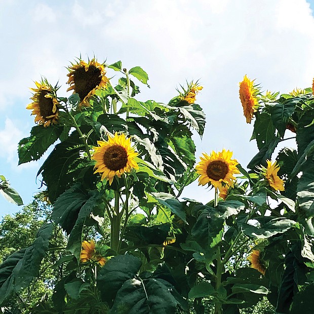Sunflowers at Shalom Farm in North Side