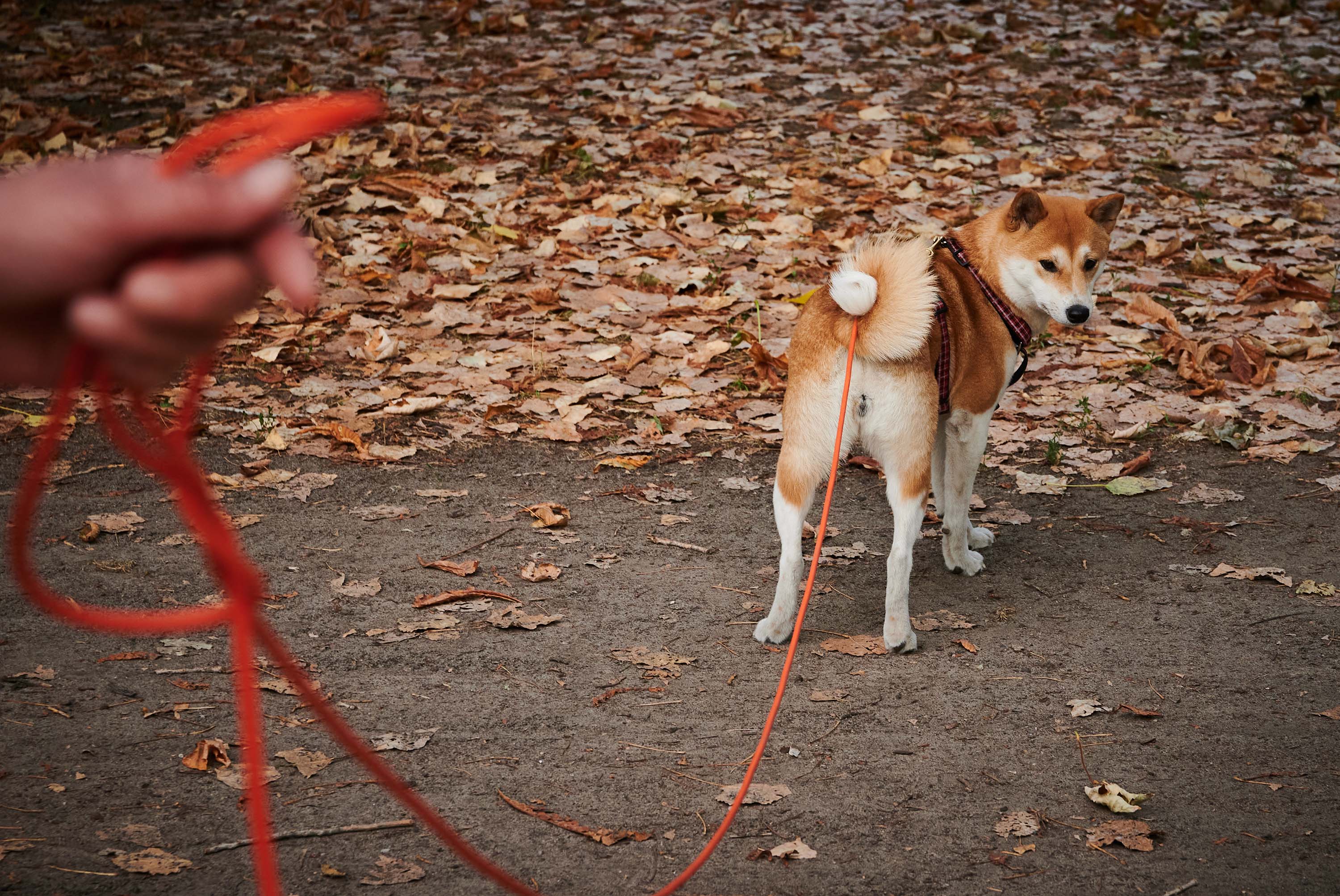 germans-could-legally-have-to-let-their-dogs-out-twice-a-day-houston