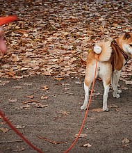 Dogs would have to be let outside for at least an hour per day under proposed regulations./Credit: Annette Riedl/picture alliance/Getty Images