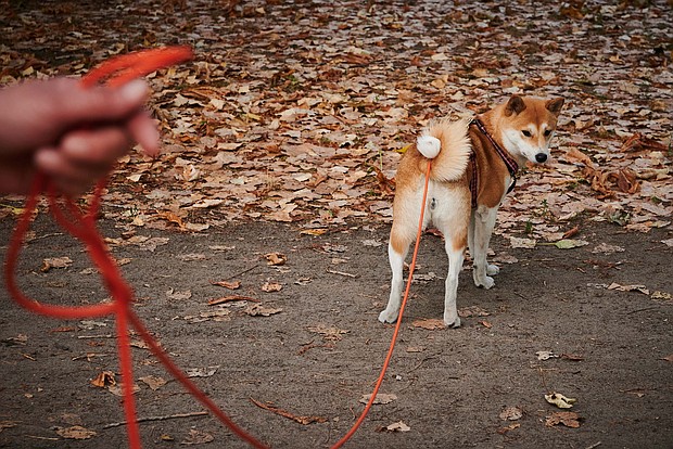 Dogs would have to be let outside for at least an hour per day under proposed regulations./Credit:	Annette Riedl/picture alliance/Getty Images