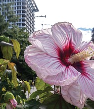 Hibiscus in Downtown