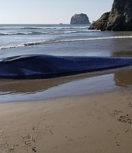 A stranded whale died on the beach near Bandon, Oregon./Credit:	Oregon Parks and Recreation Department