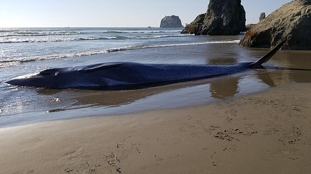 A stranded whale died on the beach near Bandon, Oregon./Credit:	Oregon Parks and Recreation Department