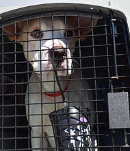 The Oregon Humane Society assisted the ASPCA and Wings of Rescue to relocate 49 pets from shelters in Louisiana affected by Hurricane Laura./Credit:	Oregon Humane Society