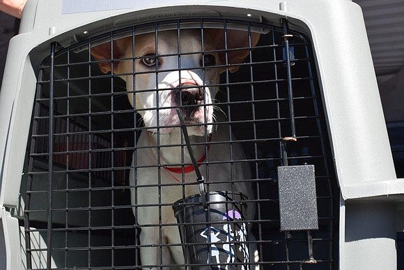 The Oregon Humane Society assisted the ASPCA and Wings of Rescue to relocate 49 pets from shelters in Louisiana affected …