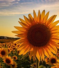 Thompson Strawberry Farm has been around for 70 years, but this is the first year it is decorated with sunflowers./Credit:	Courtesy Scott Thompson
