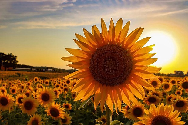Thompson Strawberry Farm has been around for 70 years, but this is the first year it is decorated with sunflowers./Credit:	Courtesy Scott Thompson