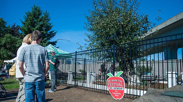 The Old Apple Tree in Vancouver, Washington./Credit:	Andrew Jeffers/City of Vancouver, WA