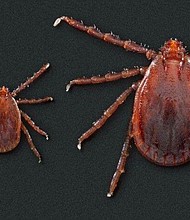 The tick is a major livestock pest in Australia and New Zealand./Credit:	CAES WFSB