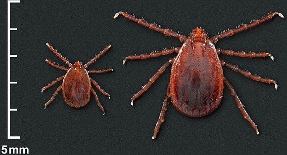 The Connecticut Agricultural Experiment Station (CAES) said it has discovered the first established population of the Asian longhorned tick in …