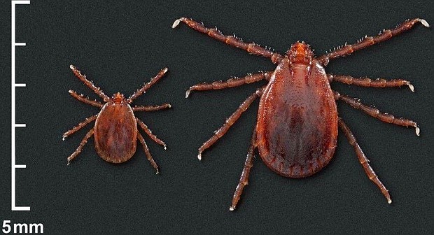 The tick is a major livestock pest in Australia and New Zealand./Credit:	CAES WFSB