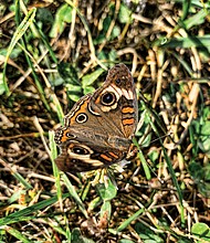 Camouflage butterfly in Varina