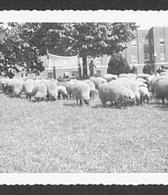 A herd of sheep, being watched by patients and staff, take care of the grass in front of the hospital’s medical building, built in 1929. Patients worked on Central State’s farm as part of their treatment regimen. The farm was shut down in the 1960s.