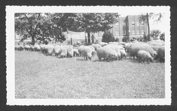 A herd of sheep, being watched by patients and staff, take care of the grass in front of the hospital’s medical building, built in 1929. Patients worked on Central State’s farm as part of their treatment regimen. The farm was shut down in the 1960s.