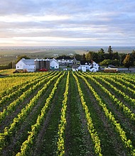 Thieves stripped a Canadian vineyard of grapes the night before harvest.
Credit:	Courtesy Coteau Rougemont
