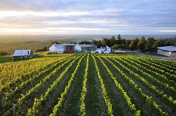 When workers arrived at Canada's Vignoble Coteau Rougemont vineyard on Thursday, ready to pick the last grapes of the season, …