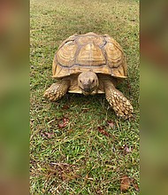 A beloved African spurred tortoise named Sparkplug made a daring escape from his Alabama enclosure and wound up over 30 miles from home. He was returned to his owners last week.
Credit:	Courtesy Ty Harris
Dateline: