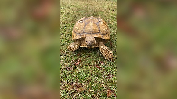 A 200-pound tortoise broke out of his enclosure, evaded capture for two days and wound up over 30 miles away …