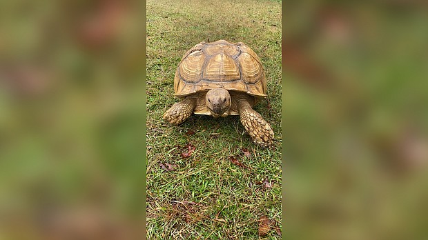 A beloved African spurred tortoise named Sparkplug made a daring escape from his Alabama enclosure and wound up over 30 miles from home. He was returned to his owners last week.
Credit:	Courtesy Ty Harris
Dateline: