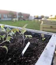 Richmond Public Schools’ first Restorative Urban Garden — including boxes planted with collards and other winter crops — takes shape on the grounds of Martin Luther King Jr. Middle School.