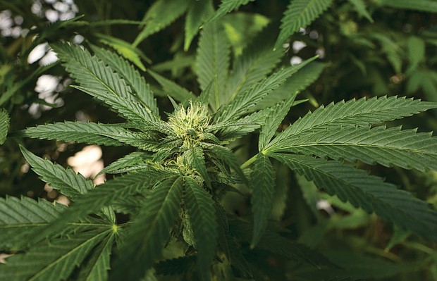 This Sept. 11, 2018, photo shows a marijuana plant in the coastal mountain range of San Luis Obispo, Calif. Virginia has lagged behind many states when it comes to relaxing laws on marijuana. With lawmakers approving an expansion of the state’s medical marijuana program in 2018, supporters of decriminalization are hoping that momentum will continue in 2020.