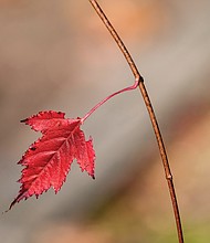 Fall leaf holds on