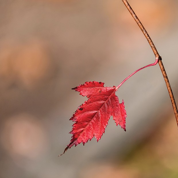 Fall leaf holds on