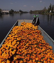 Mexican wrestler Mister Jerry floats with a boatful of marigold flowers in the famous floating gardens of Xochimilco, on the outskirts of Mexico City, on October 14, 2020.
Credit:	Marco Ugarte/AP