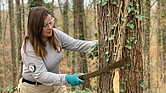 Julia Bina of Minnesota uses a machete to cut a large vine wrapped around a tree in Evergreen Cemetery. Ms. Bina leads a group of nine young people with the AmeriCorps National Civilian Community Corps who have been working since Thanksgiving to help clear vegetation and overgrowth from the historic cemetery.
