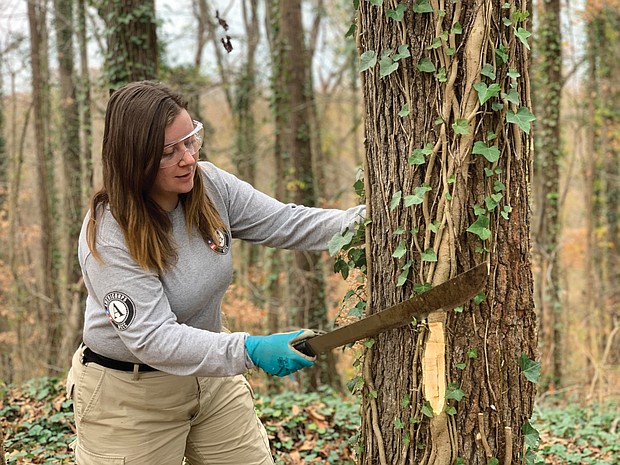 Julia Bina of Minnesota uses a machete to cut a large vine wrapped around a tree in Evergreen Cemetery. Ms. Bina leads a group of nine young people with the AmeriCorps National Civilian Community Corps who have been working since Thanksgiving to help clear vegetation and overgrowth from the historic cemetery.