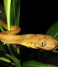 Researchers studied the brown tree snake, an invasive species that is thought to devastated much of Guam's birdlife.
Credit:	Bjorn Lardner