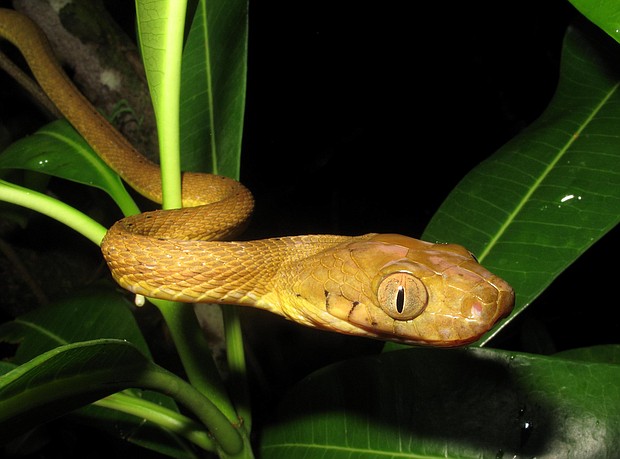 Researchers studied the brown tree snake, an invasive species that is thought to devastated much of Guam's birdlife.
Credit:	Bjorn Lardner