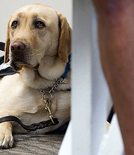 The concept of pets on planes has become a hot-button issue of late as emotional support animals have become more prominent than ever.
Credit:	Shelly Yang/Kasas City Star/Tribune News Service/Getty Images