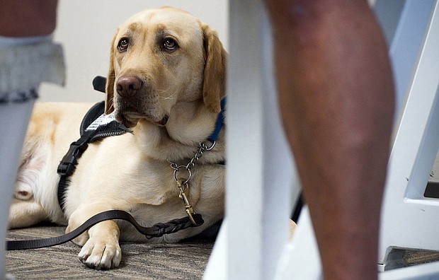 The concept of pets on planes has become a hot-button issue of late as emotional support animals have become more prominent than ever.
Credit:	Shelly Yang/Kasas City Star/Tribune News Service/Getty Images