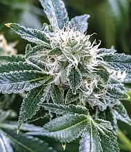 A marijuana plant at the Green Leaf Medical facility in South Side has reached the flowering stage, producing tiny crystals called trichomes that are harvested for medicinal oils THC and CBD.