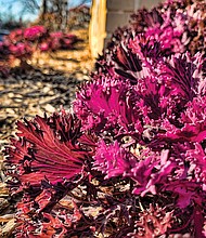 Ornamental kale in the West End