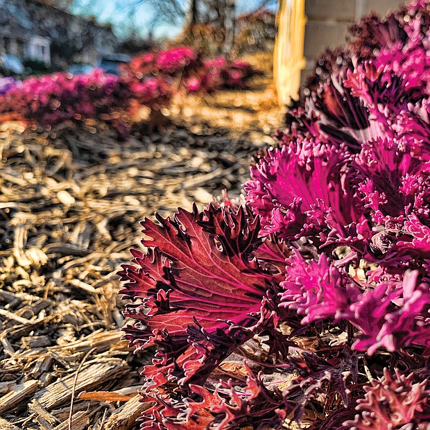 Ornamental kale in the West End