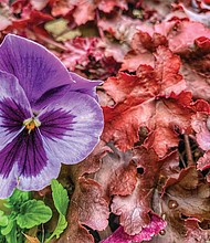 Pansy among the leaves in the West End
