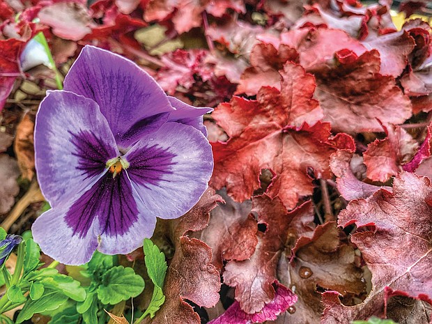 Pansy among the leaves in the West End