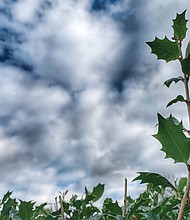 Evergreen shrub in the East End