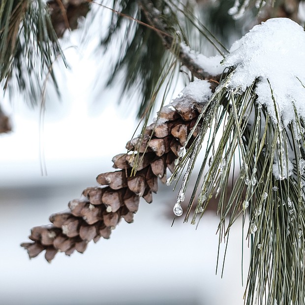 Icy pine needles in Henrico