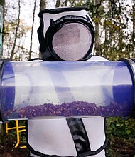 Sven Spichiger, a Washington State Department of Agriculture entomologist, displays a canister of Asian giant hornets vacuumed from a nest in October 2020 in Washington.
Credit:	ELAINE THOMPSON/POOL/AFP via Getty Images