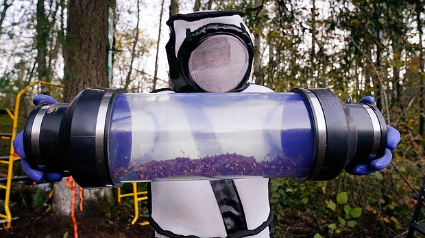Sven Spichiger, a Washington State Department of Agriculture entomologist, displays a canister of Asian giant hornets vacuumed from a nest in October 2020 in Washington.
Credit:	ELAINE THOMPSON/POOL/AFP via Getty Images