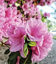 Azaleas in North Side