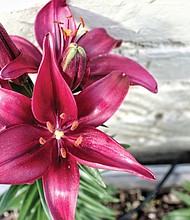 Vibrant lillies in the West End