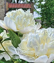 Giant peonies in the Museum District