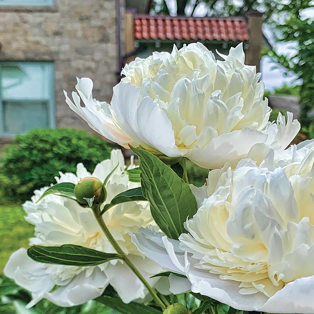 Giant peonies in the Museum District