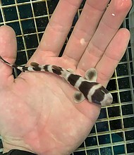 This newly hatched bamboo shark was born via artificial insemination.
Mandatory Credit:	Courtesy Jay Harvey, Aquarium of the Pacific