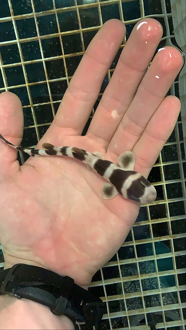 This newly hatched bamboo shark was born via artificial insemination.
Mandatory Credit:	Courtesy Jay Harvey, Aquarium of the Pacific