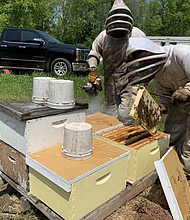 Employees at the bee farm are checking the starter colonies and making sure queens are inside each one.
Mandatory Credit:	KTBS